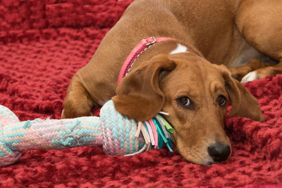 Vote for Rosie New England Basset Hound Rescue 2020 Calendar Contest