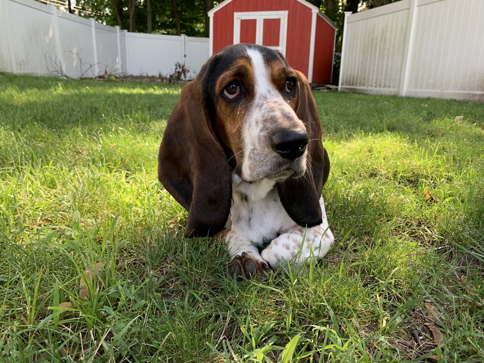 Vote for Napoleon New England Basset Hound Rescue 2020 Calendar Contest