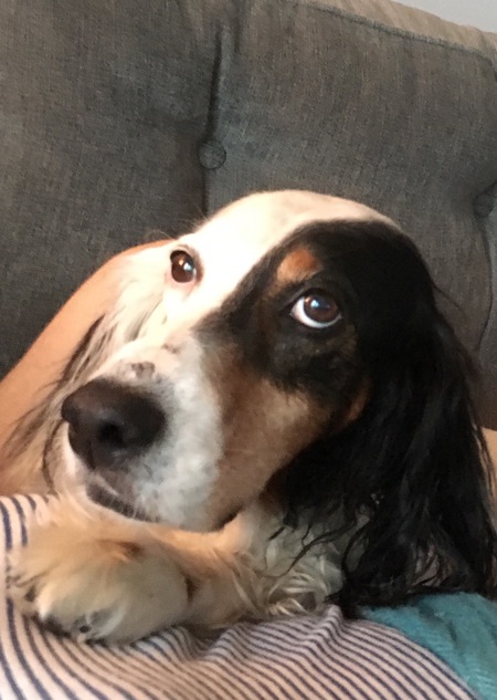 Gidget 