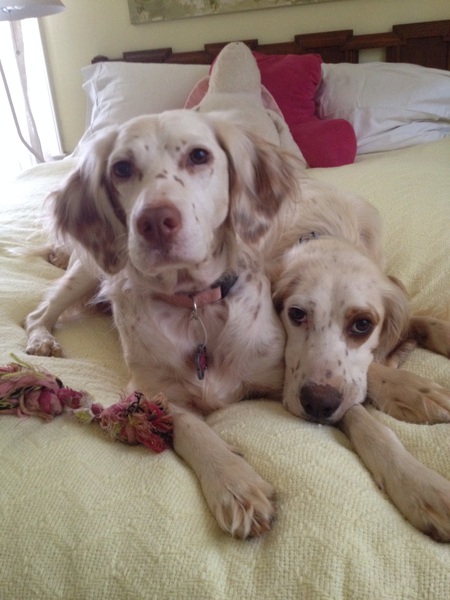 Toffee and Nigel