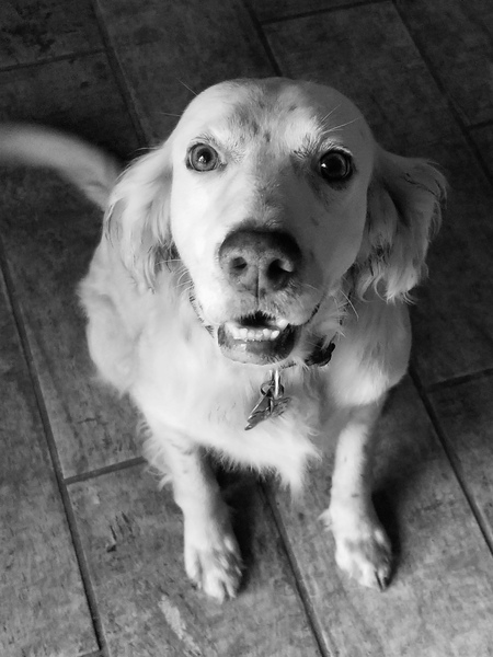 Beau