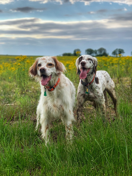 Winston and Ivy