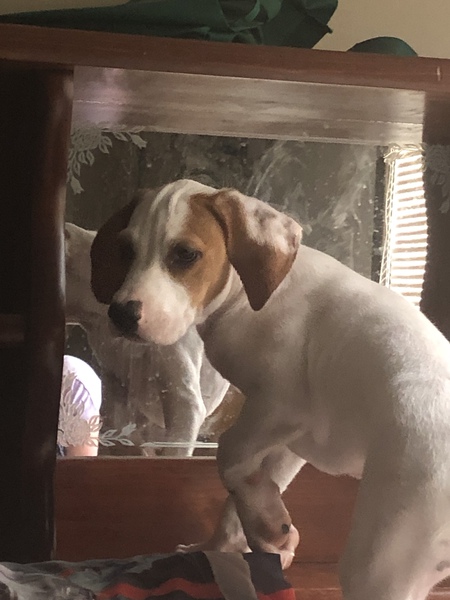 Moose (fka Laney)