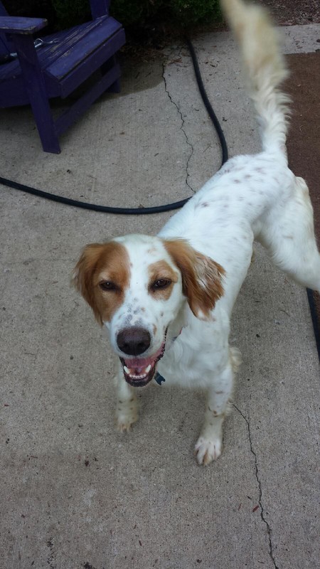 Cooper