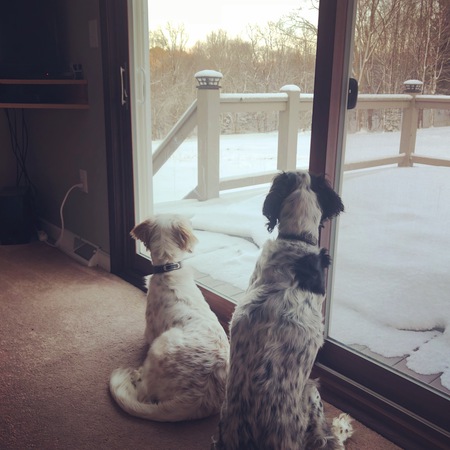 Blaze and Sunny