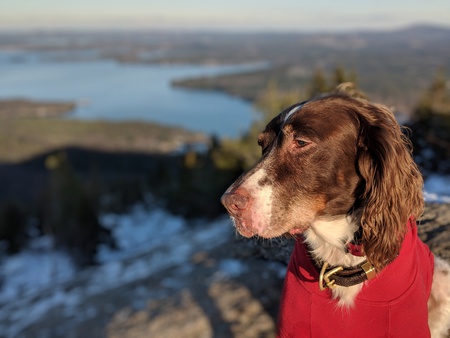 Otis