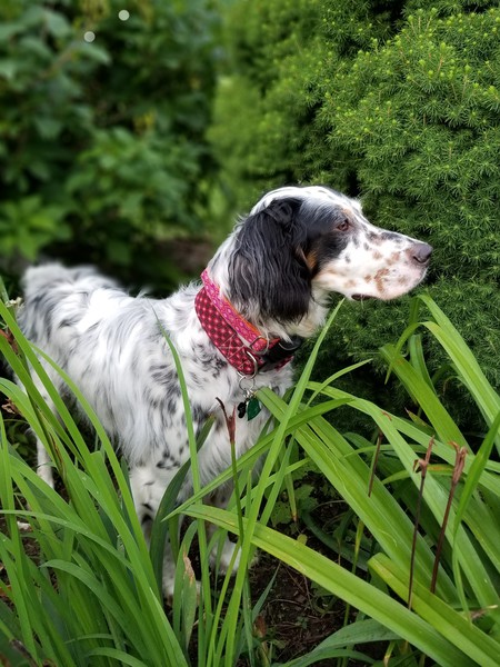Josey