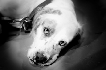 Bentley Atworth