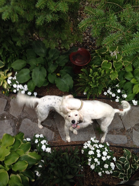 Daisy & Candee (both rescues)