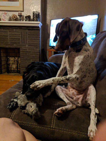 Levi (Pepper)