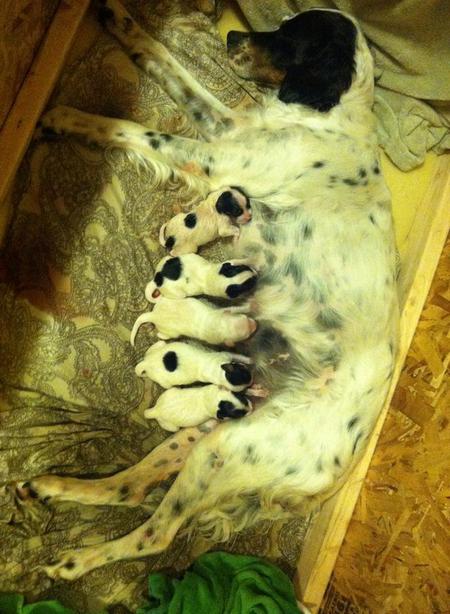 Whiskey with 5 puppies, including Sierra