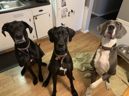 Barrett Una & Trooper