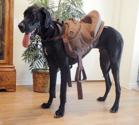 Duke