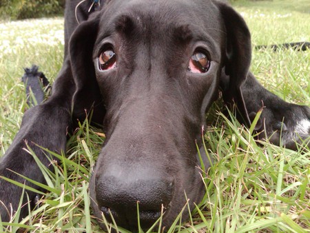 Duke