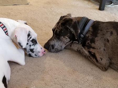 Elsa and Scooby