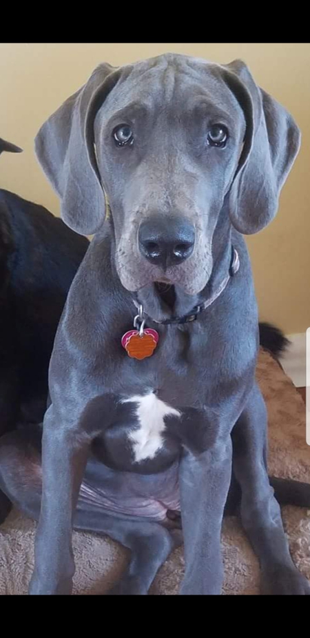 Zena