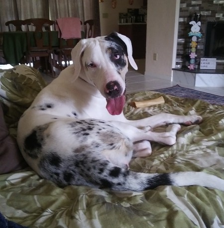 Maya