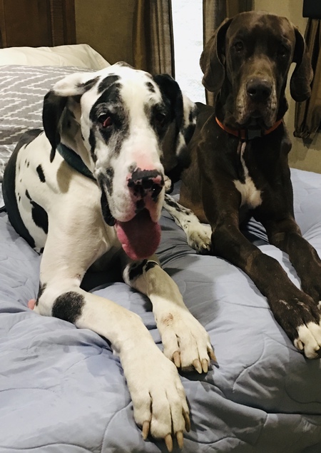 Harvey and Duke 
