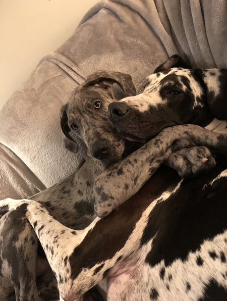 Fang & Arlo