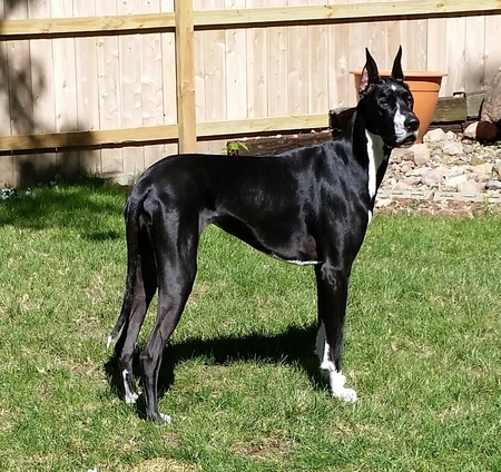 Bella 