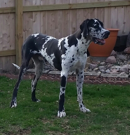 Bugsy 