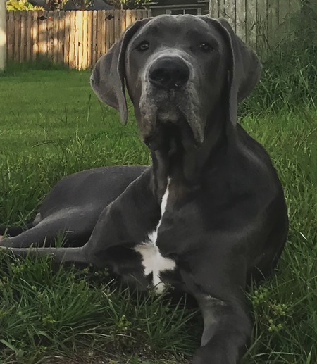 Echo