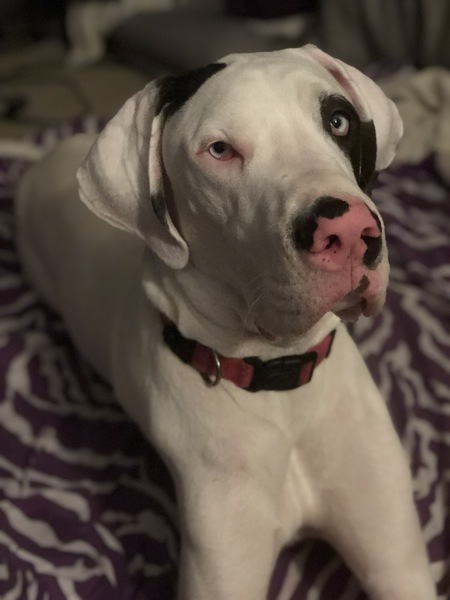 Penelope