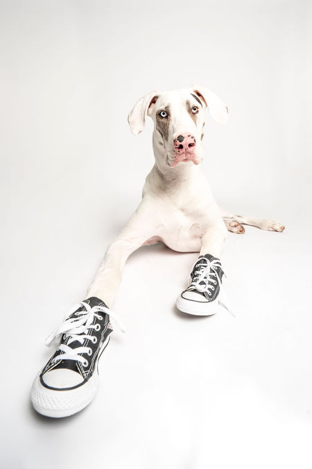 Deaf Dane Domino