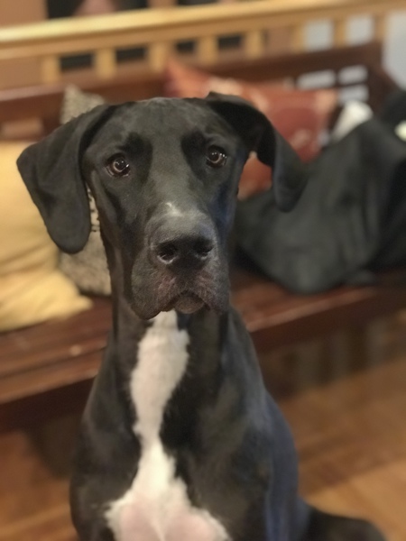Maci
