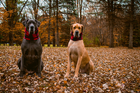 Hercules and Samson