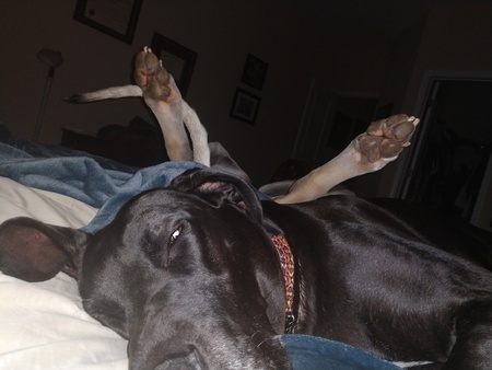 Brock and Mocha