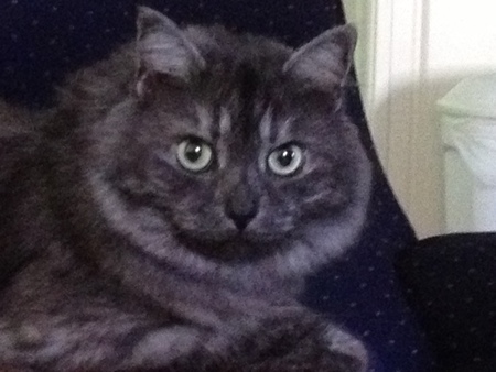 KoKo