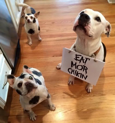 SeaRay, Lola & Cooper