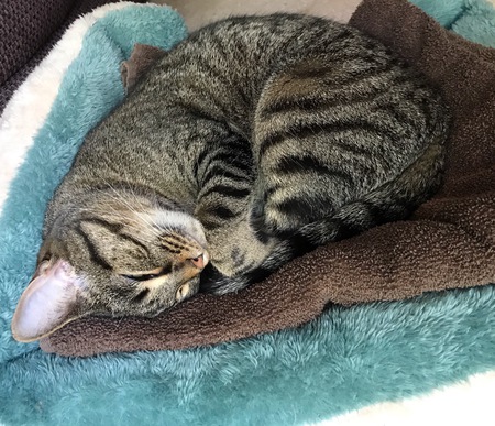 Sherry cat