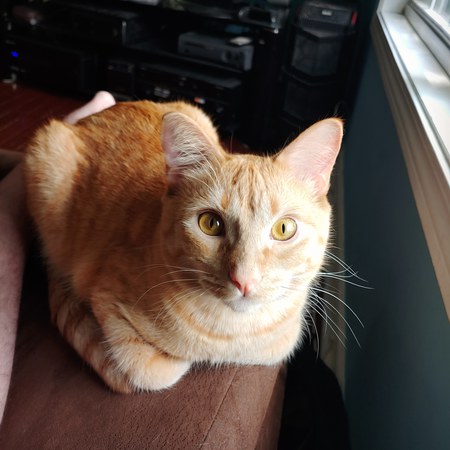 Oz