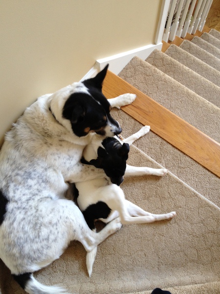 Spot and Tessie