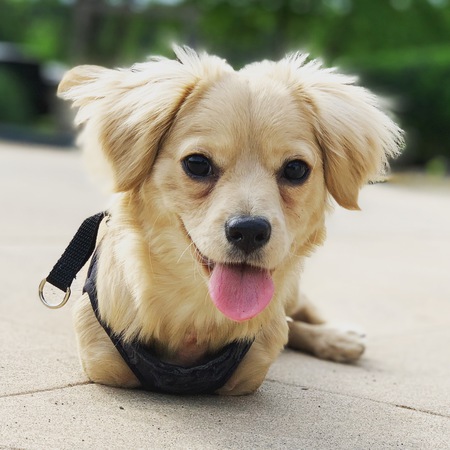 Gracie