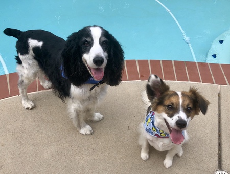 Sunny and Rascal