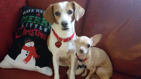 Paddy and Bean 