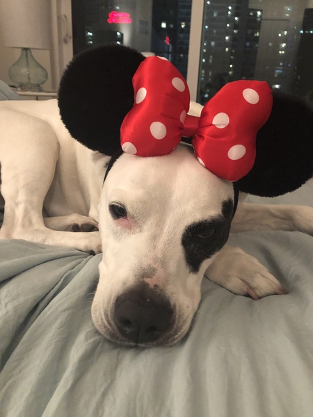 LOLA 