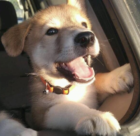 Loki