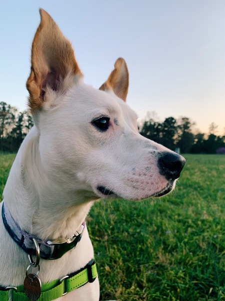 Biscuit!