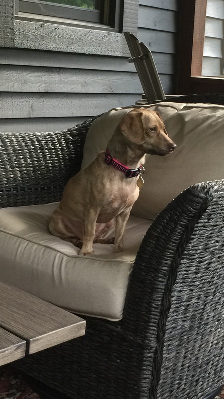 A dog named Sue