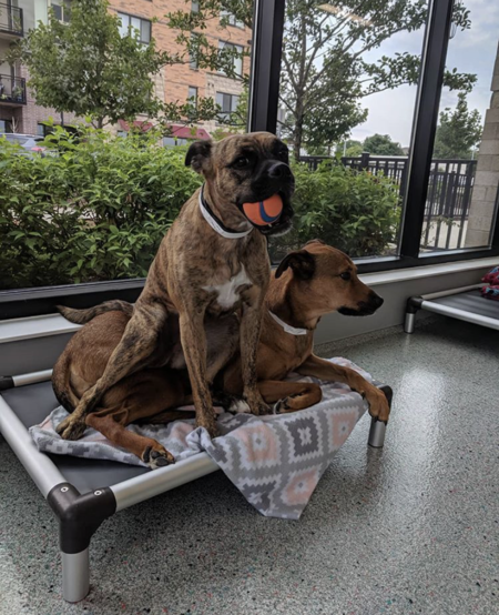 Dill and Tyson