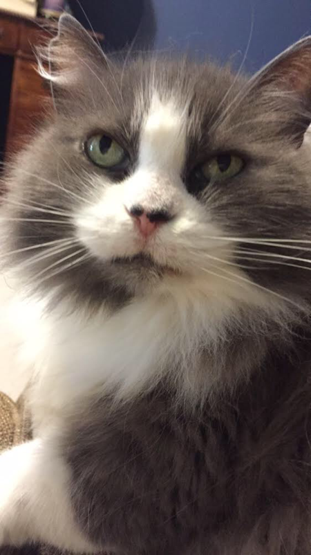 Graycie