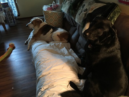 Herman-Bassett and Ellie-Black Lab