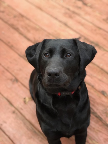 Miss Sadie aka Sheena when adopted at Mostly Mutts in July 2018