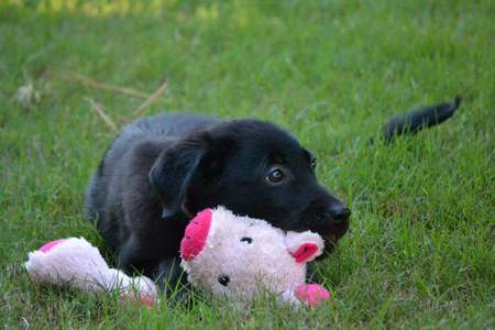 Piglet