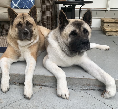 Lilly & Tenshi- The Akitas 