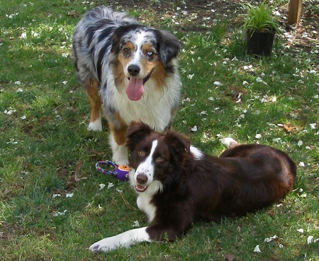 RIVER AND WILLOW